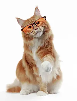 Cocked: Cat
