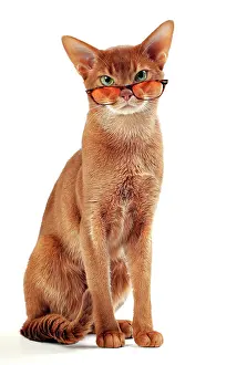 Abyssinians: Cat