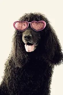 Laughing: Dog