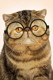 Grumpy: Cat