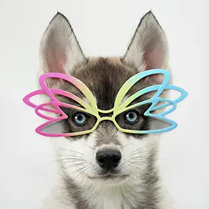 Weird: Dog