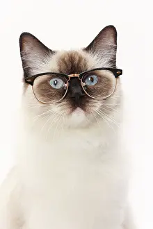 Glasses: Cat