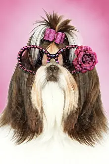 Bows: Dog