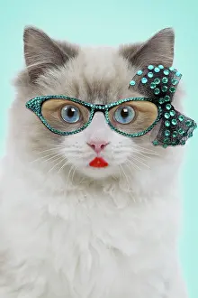 Glasses: Cat