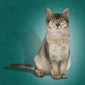 Copyspace: Cat
