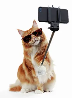 Sticks: Cat