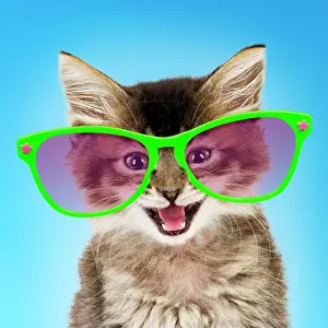 Sunglasses: Cat
