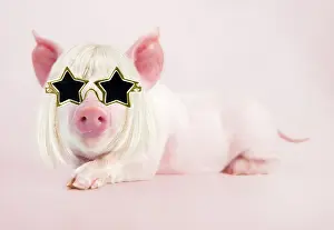 Sunglasses: PIG