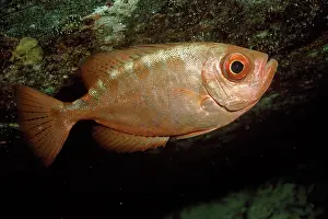 Cruentatus: Glasseye Snapper