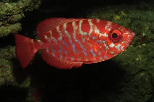 Snapper: Glasseye Snapper (Heteropriacanthus cruentatus)