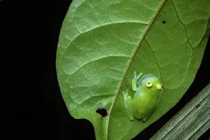 Sing: Glassfrog (Hyalinobatrachium cappellei) male singing