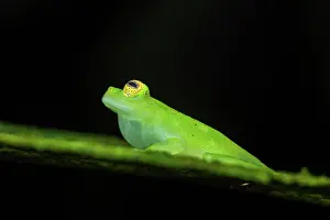 Sing: Glassfrog (Hyalinobatrachium cappellei) male singing