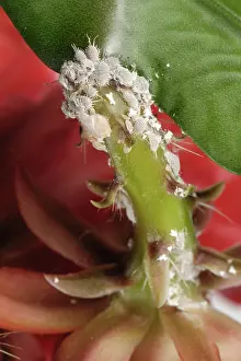 Easter: Glasshouse mealybug