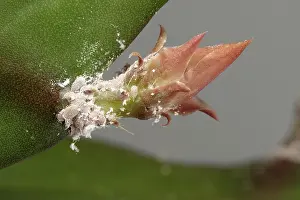 Easter: Glasshouse mealybug