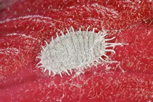 Devon: Glasshouse mealybug