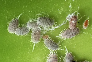 Glasshouse: Glasshouse mealybugs