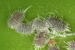 Glasshouse: Glasshouse mealybugs