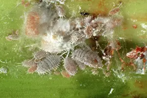 Glasshouse: Glasshouse mealybugs