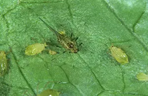 Foxglove: Glasshouse potato aphid alate