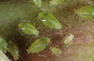Glasshouse: Glasshouse potato aphid on orchid
