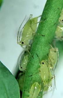 Nymphs: Glasshouse potato aphids (Aulacorthum solani)