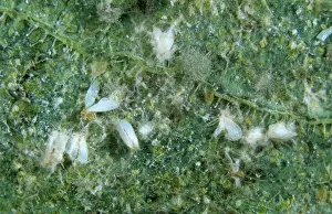 Killed: Glasshouse Whitefly