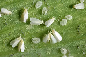 Greenhouses: Glasshouse whitefly