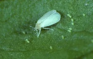 Glasshouse: Glasshouse Whitefly