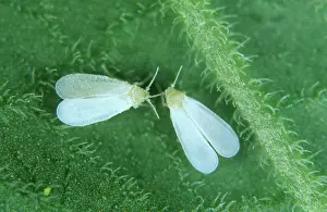 Glasshouse: Glasshouse whitefly
