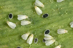 Commercial: Glasshouse whitefly
