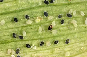 Commercial: Glasshouse whitefly