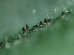 Glasshouse: Glasshouse whitefly eggs