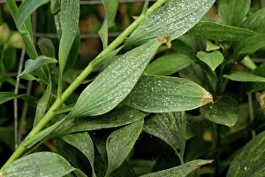 Greenhouses: Glasshouse whitefly infestation