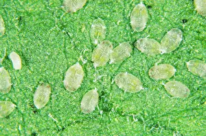 Glasshouse: Glasshouse Whitefly Larvae
