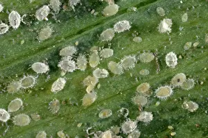 Greenhouses: Glasshouse whitefly larvae