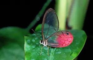 Hans D Dossenbach: Glasswing BUTTERFLY