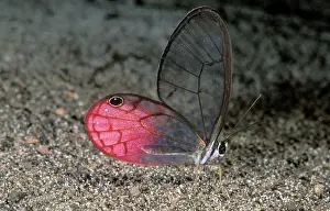 Hans D Dossenbach: Glasswing BUTTERFLY