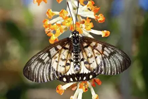Glasswing: Glasswing Butterfly