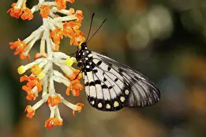 Glasswing: Glasswing Butterfly