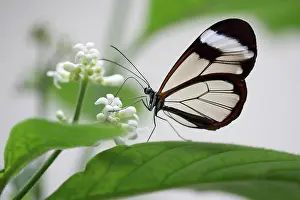 051218: Glasswing butterfly (greta oto), butterfly species
