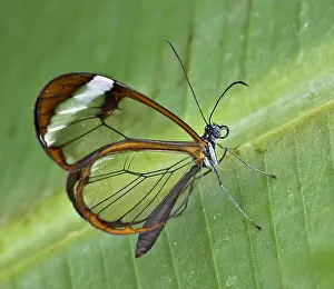 Lepidopteran: Glasswing (Greta oto). Stratford