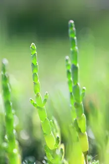 Salicornia: Glasswort