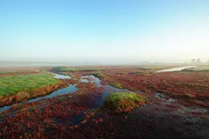 Oosterschelde: Glasswort