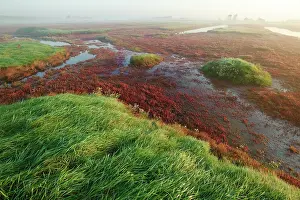 Oosterschelde: Glasswort