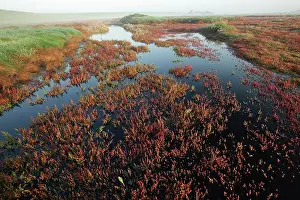 Oosterschelde: Glasswort