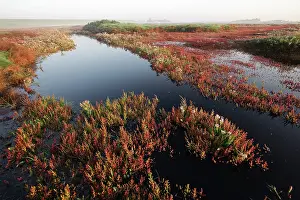 Oosterschelde: Glasswort