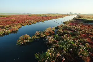 Oosterschelde: Glasswort