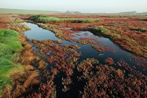 Oosterschelde: Glasswort