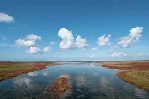 Overflakkee: Glasswort