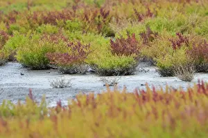 Salicornia: Glasswort